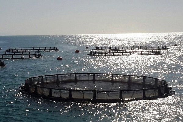  تولید ۱۵ تن ماهی دریایی در استخرهای خاکی هرمزگان