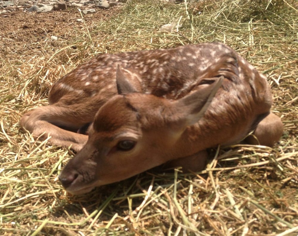 10 Iran's wildlife (1).JPG