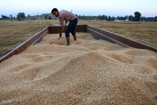 ۳۷ تن گندم قاچاق در شهرستان ایجرود کشف شد