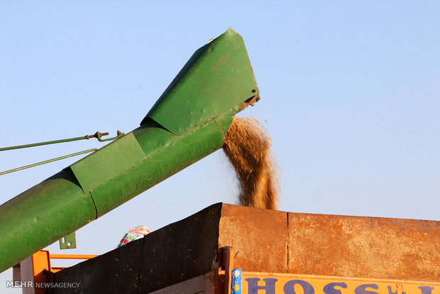 خرید ۲۶۰ هزار تن گندم تضمینی و توافقی از کشاورزان خرید ۲۶۰ هزار تن گندم تضمینی و توافقی از کشاورزان