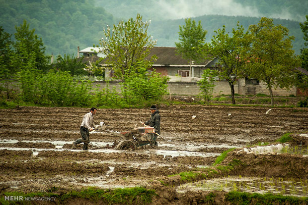 شروع فصل کاشت برنج در گیلان