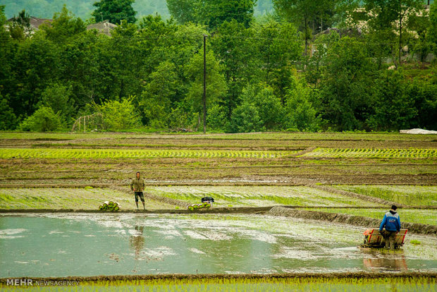 شروع فصل کاشت برنج در گیلان