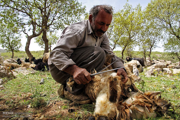 هه وار / هه وار در معنی لغوی یعنی کوچ از مکانی به مکان دیگر است