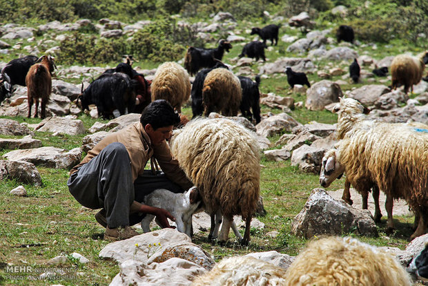 هه وار / هه وار در معنی لغوی یعنی کوچ از مکانی به مکان دیگر است