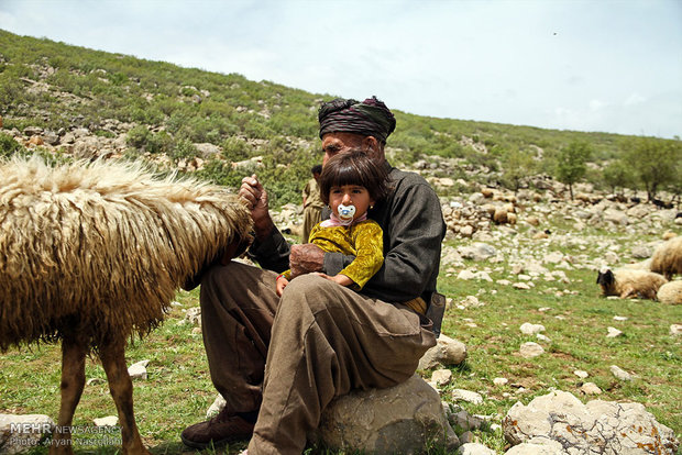 هه وار / هه وار در معنی لغوی یعنی کوچ از مکانی به مکان دیگر است