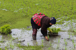 آغاز کاشت برنج در روستای کندسر کلاچای