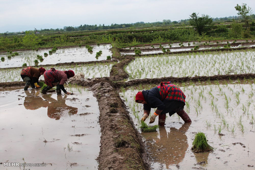 رقابت شانه به شانه ارقام اصلاح شده برنج/ بررسی نقش بازار