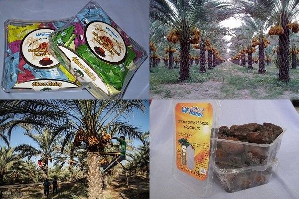 محافظة خوزستان تحتل المرتبة الثالثة في إنتاج التمور في البلاد