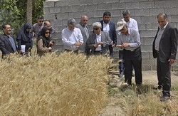 معاون وزیر جهاد از واحدهای کشاورزی استان بوشهر بازدید کرد
