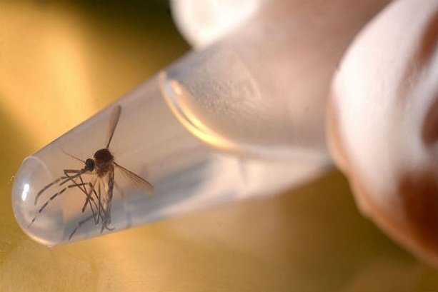 UN Zika Response Multi-Partner Trust Fund launched