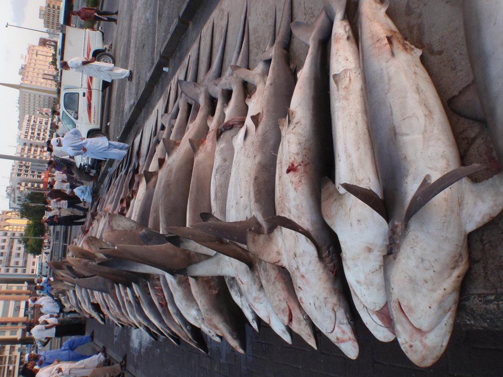 10 Iran's wildlife (1).JPG