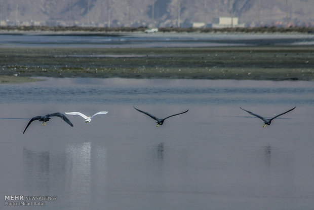 Migratory birds in Persian Gulf