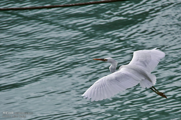 Migratory birds in Persian Gulf