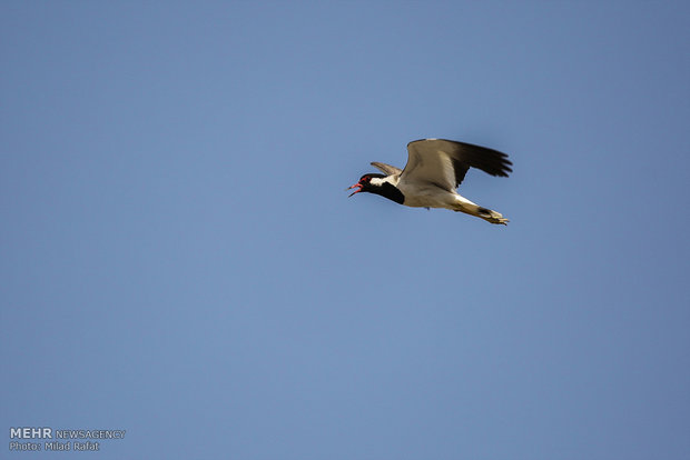 Migratory birds in Persian Gulf