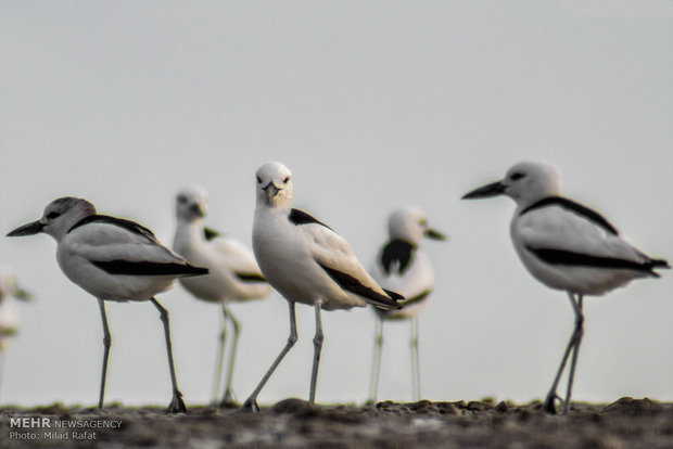 Migratory birds in Persian Gulf