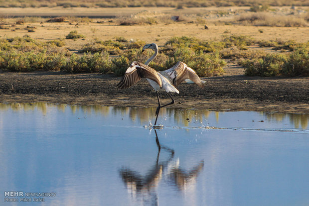 Migratory birds in Persian Gulf