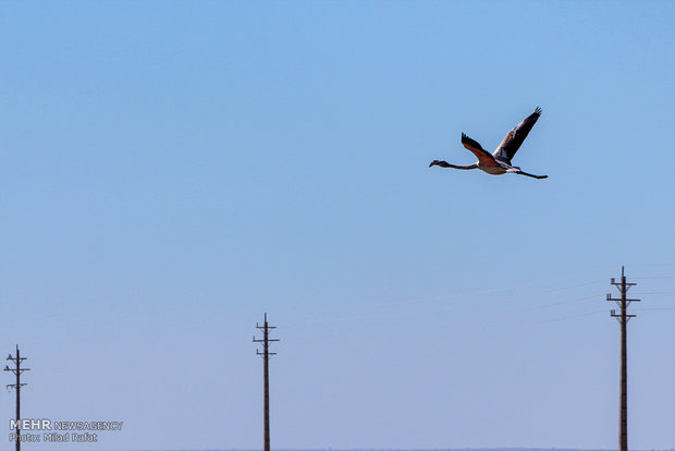 Migratory birds in Persian Gulf