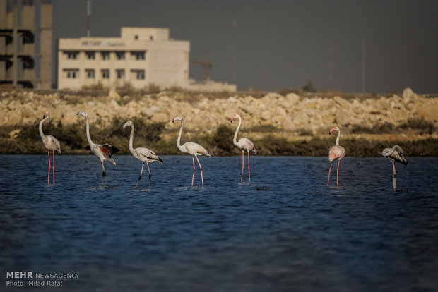 Migratory birds in Persian Gulf