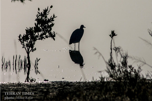 Migratory birds in Persian Gulf