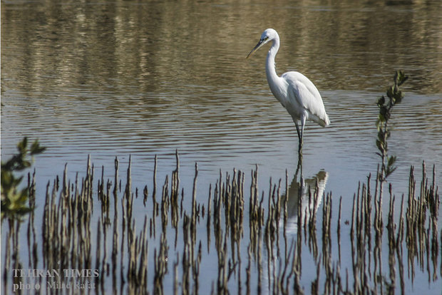 Migratory birds in Persian Gulf