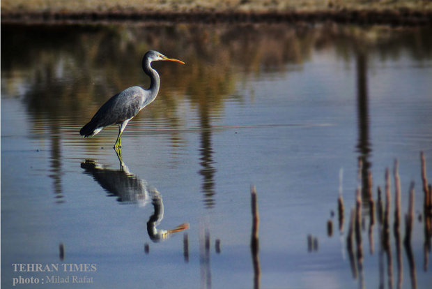 Migratory birds in Persian Gulf