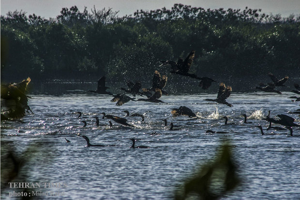 Migratory birds in Persian Gulf