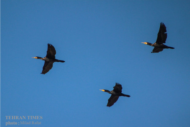 Migratory birds in Persian Gulf