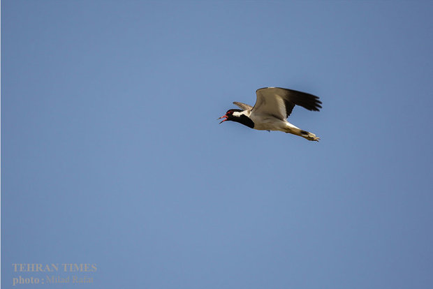 Migratory birds in Persian Gulf