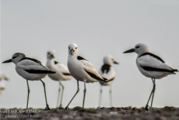 Migratory birds in Persian Gulf