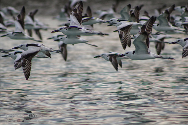 Migratory birds in Persian Gulf