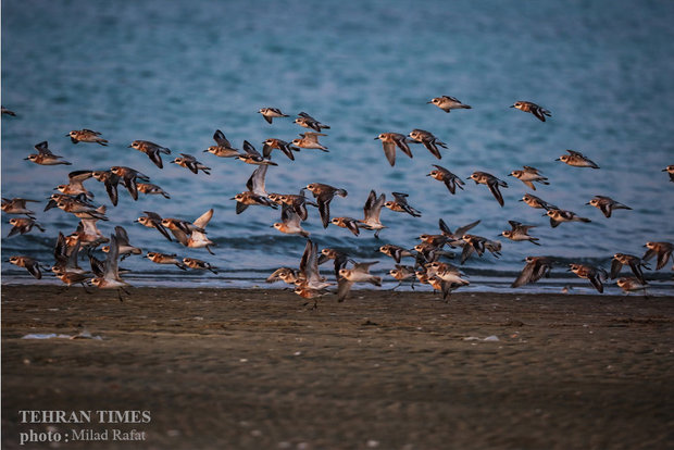 Migratory birds in Persian Gulf