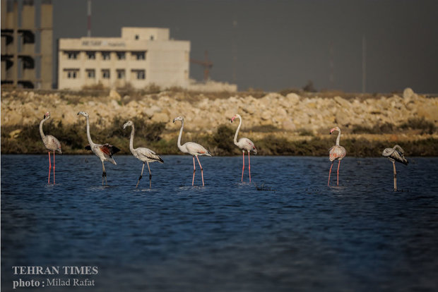 Migratory birds in Persian Gulf