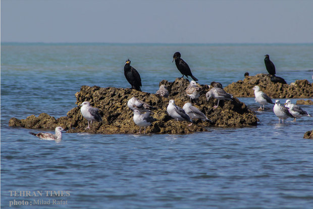 Migratory birds in Persian Gulf