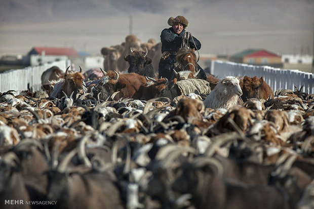 کوچ بهاری در سرمای زیر 40 درجه‎