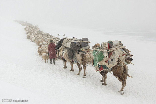 کوچ بهاری در سرمای زیر 40 درجه‎