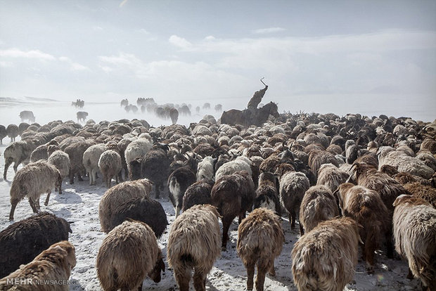 کوچ بهاری در سرمای زیر 40 درجه‎