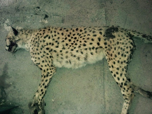 یک یوزپلنگ ماده ایرانی بر اثر تصادف جان باخت