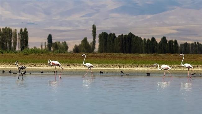 ۳تالاب آذربایجان غربی میزبان گردشگران/خاطره نوروزی دربهشت پرندگان