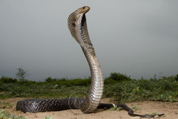 بھارت میں سانپ کو زندہ کھانے والا  شخص گرفتار