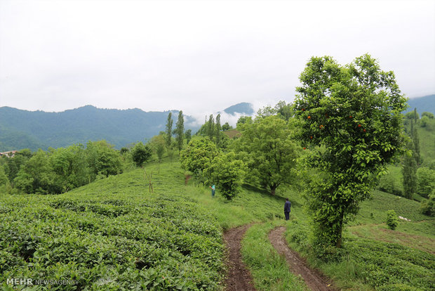  مزارع برنج و چای شهر رانکوه