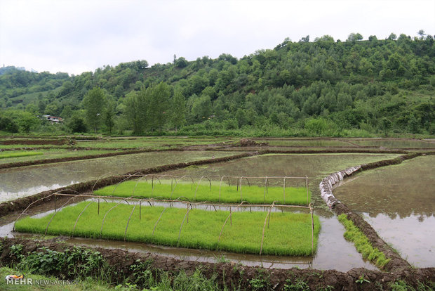  مزارع برنج و چای شهر رانکوه