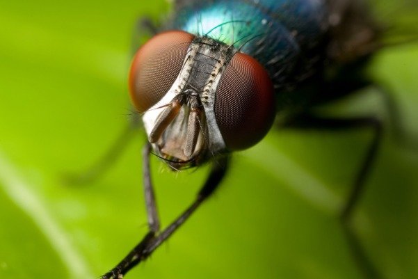 مگس خانگی تا ۲۴ ساعت حامل کروناویروس است مگس خانگی تا ۲۴ ساعت حامل کروناویروس است