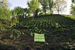 مسببان فروش اراضی زراعی در زنجان شناسایی شوند