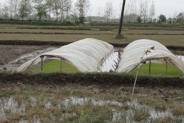 VIDEO: Establishing rice nursery in Rasht