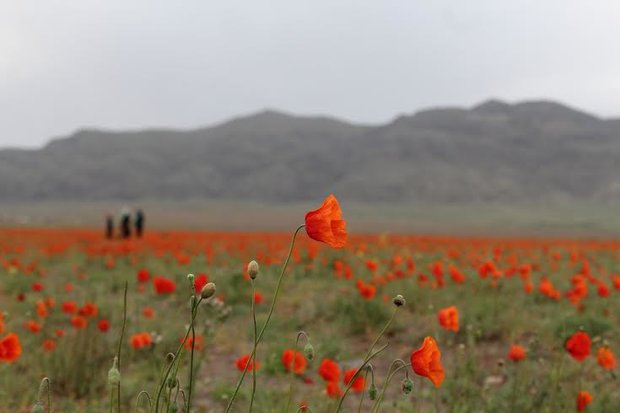 دشت شقایق