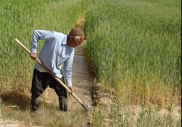 خرید تضمینی جو در ورامین آغاز شد/استقبال کشاورزان ادامه دارد