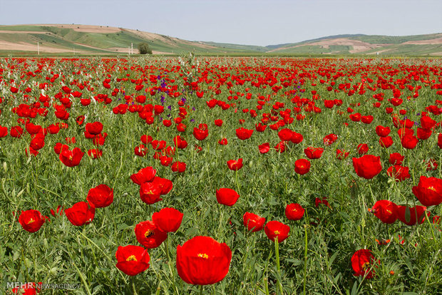 دشت شقایق کالپوش