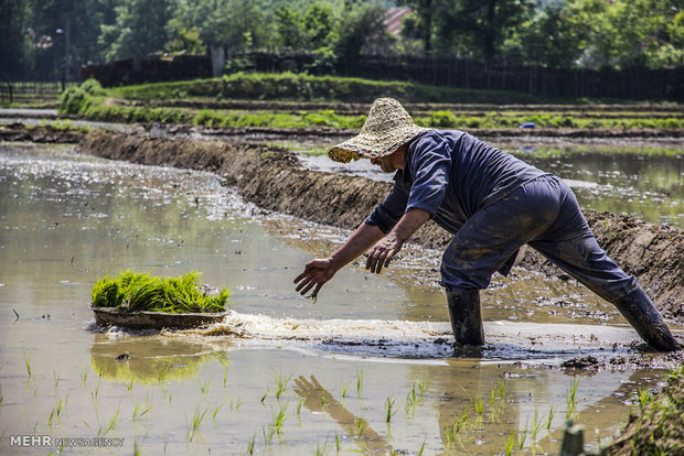 ۷۰۰۰ هکتار از اراضی قائم‌شهر به زیر کشت برنج رفت