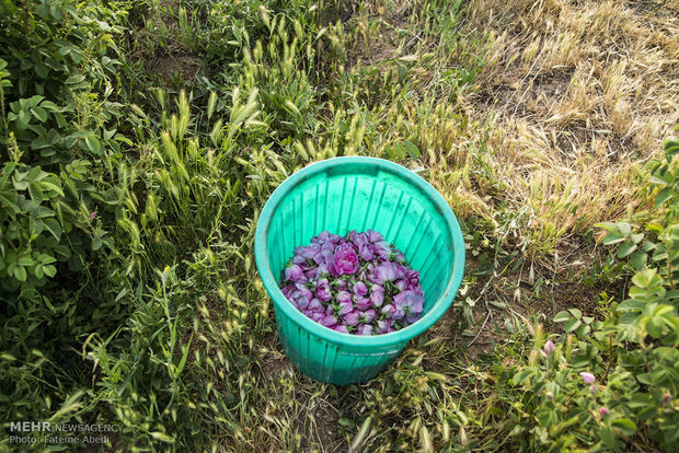 Rose harvest