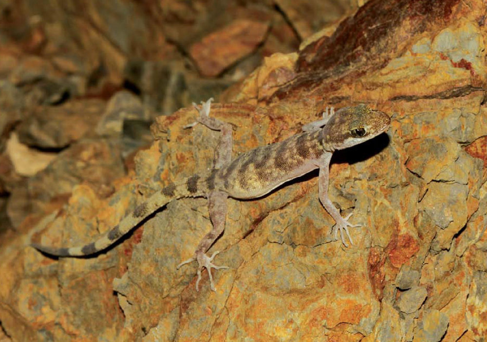 10 Iran's wildlife (2).jpg